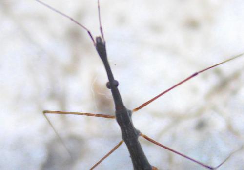 Hydrometra stagnorum